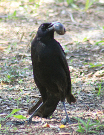 Crow w snail
