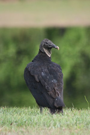 Fl Black Vulture